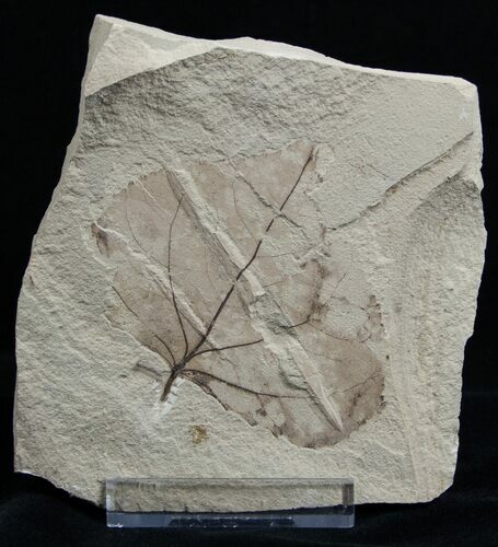 Fossil Poplar Leaf - Green River Formation #2310